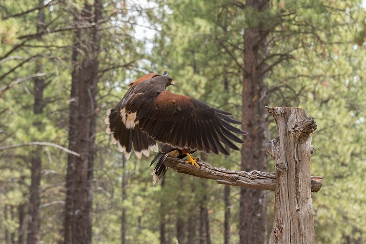 Harris� Hawks (captive)