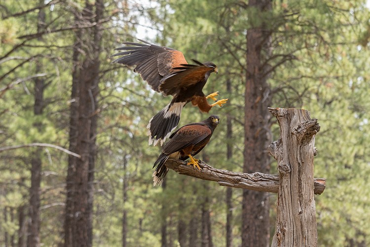Harris� Hawks (captive)