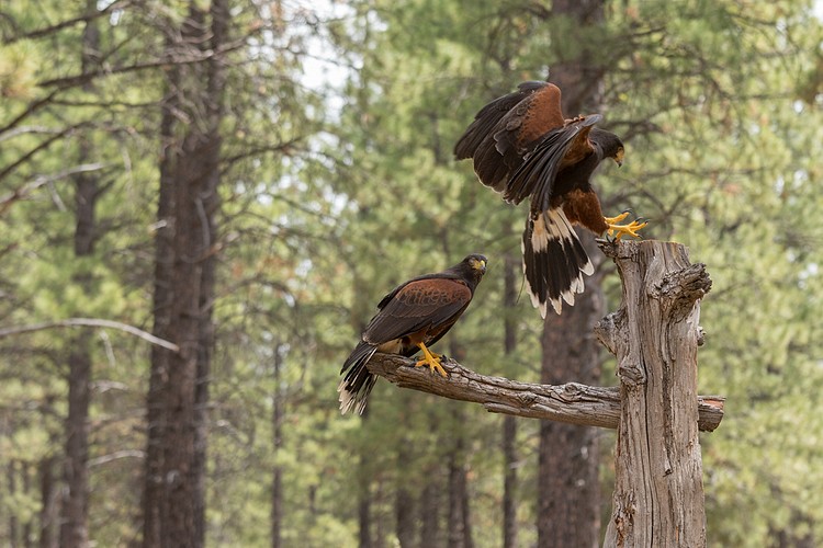 Harris� Hawks (captive)