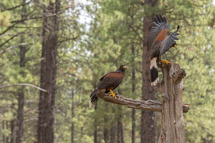 Harris� Hawks (captive)