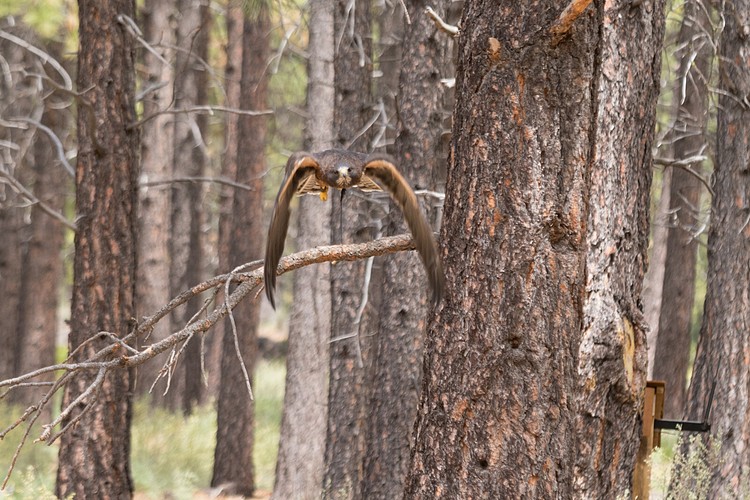 Swainson�s Hawk (captive)