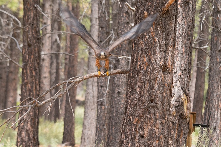 Swainson�s Hawk (captive)