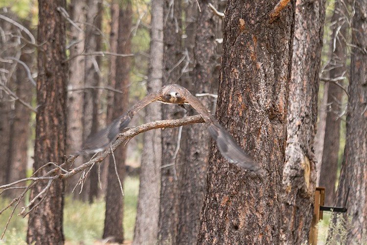 Swainson�s Hawk (captive)