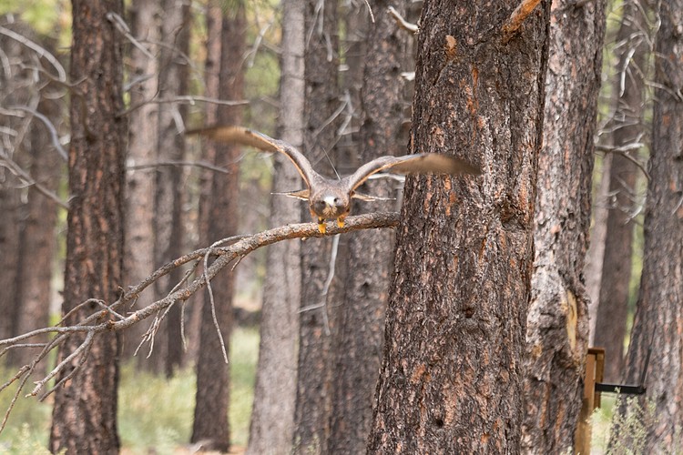 Swainson�s Hawk (captive)
