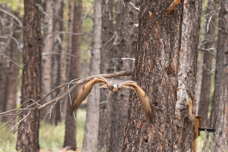 Swainson�s Hawk (captive)