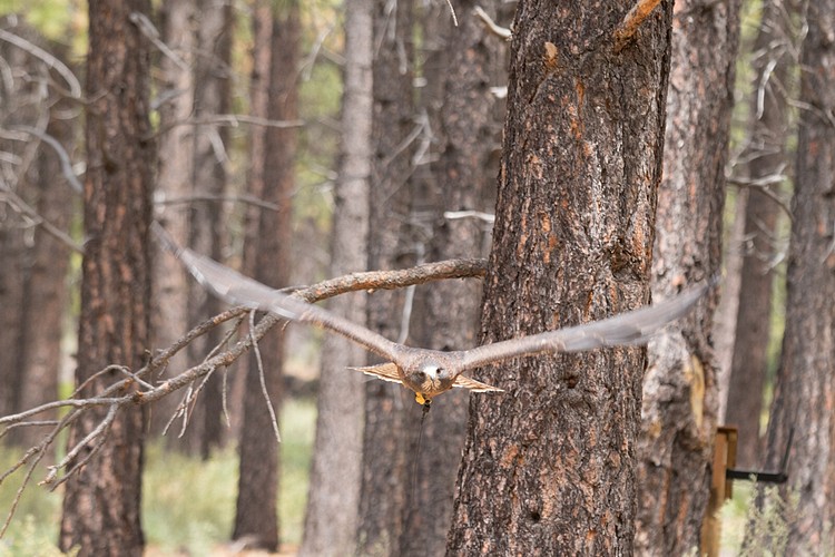 Swainson�s Hawk (captive)