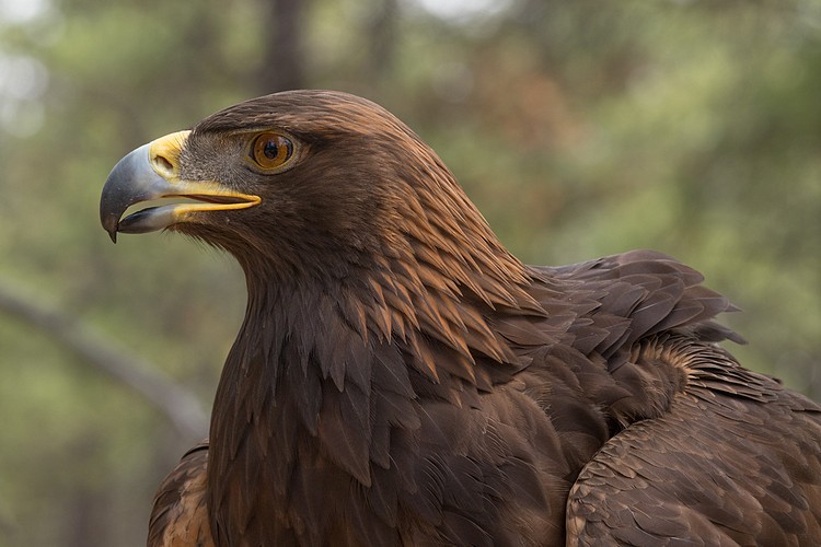 Golden Eagle (captive)
