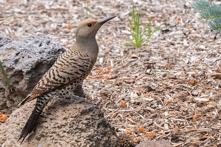 Northern Flicker