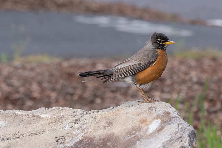 American Robin