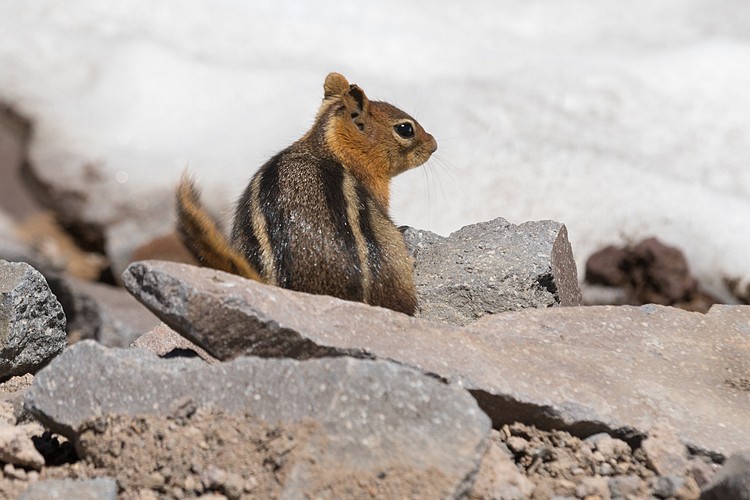Golden Mantled Ground Squirrel