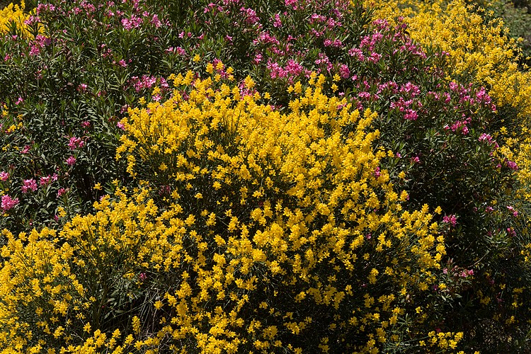 Scotch Bloom and Oleander