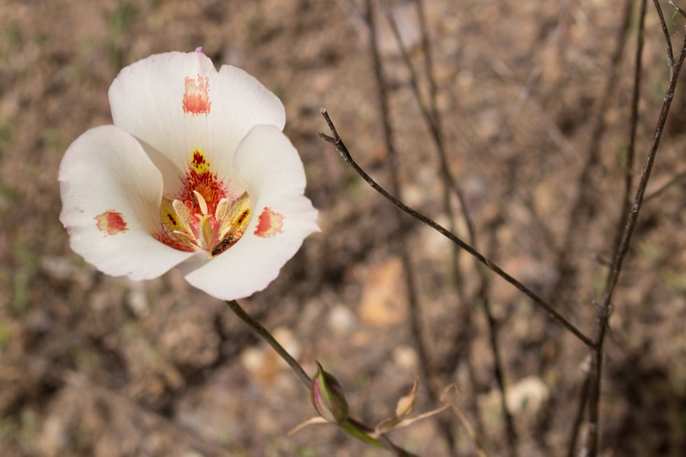 Mariposa Lily