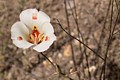 Mariposa Lily