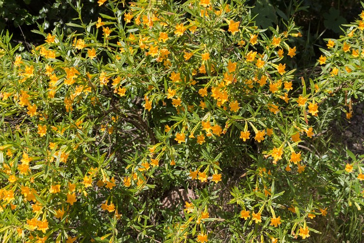 Sticky monkeyflower