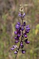 Bush lupine