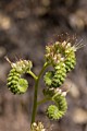 Imbricate Phacelia