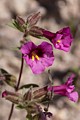 Lewis's Monkeyflower