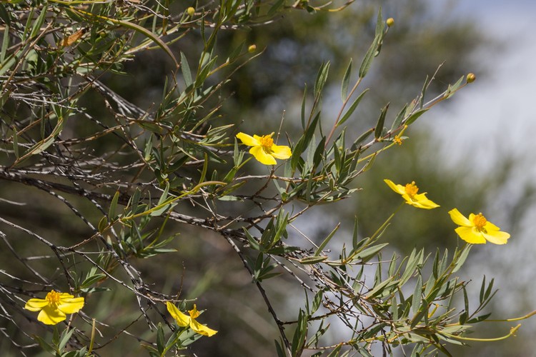 Bush Poppy