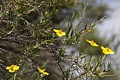 Bush Poppy