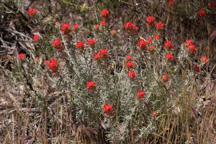 Indian Paintbrush