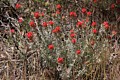 Indian Paintbrush