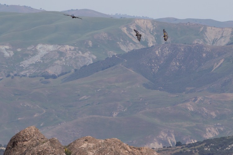 California Condors