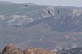 California Condors