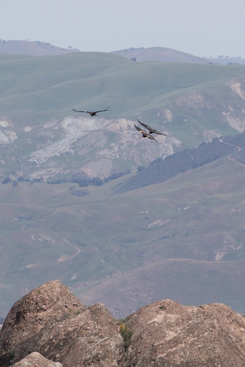 California Condors