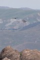 California Condors