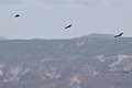 California Condors