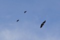 California Condor and crows