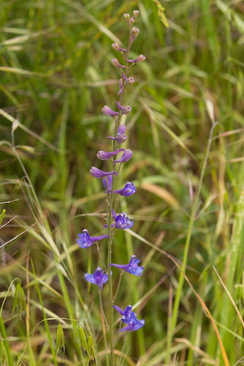 Parry's larkspur