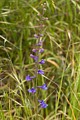 Parry's larkspur