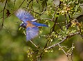 Western Bluebird - male