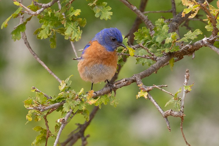 Western Bluebird - male