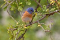 Western Bluebird - male