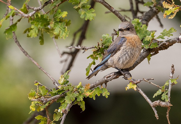 Western Bluebird - female