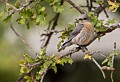 Western Bluebird - female