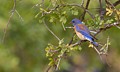 Western Bluebird - male