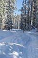 Dewey Point Trail