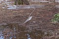 Hanging ice