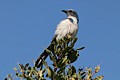 Scrub Jay