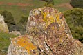 Lichen-covered rock