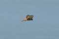 American Kestrel