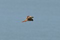 American Kestrel