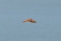 American Kestrel