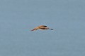 American Kestrel