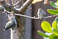 Fledged but waiting to be fed