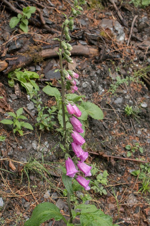 Foxglove