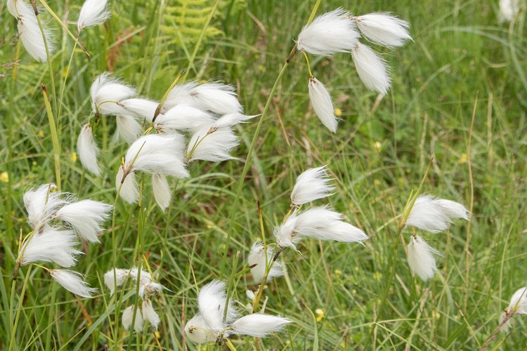 Bog cotton